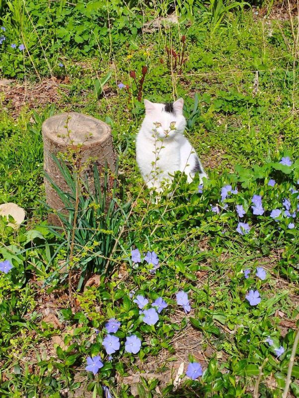 �������� ��������