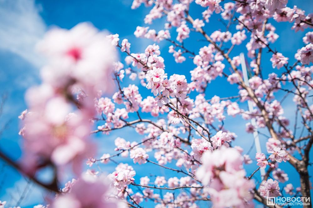 �����������, 31 �����, ���� ����� ����� ���� �� ��� ������� ���������������