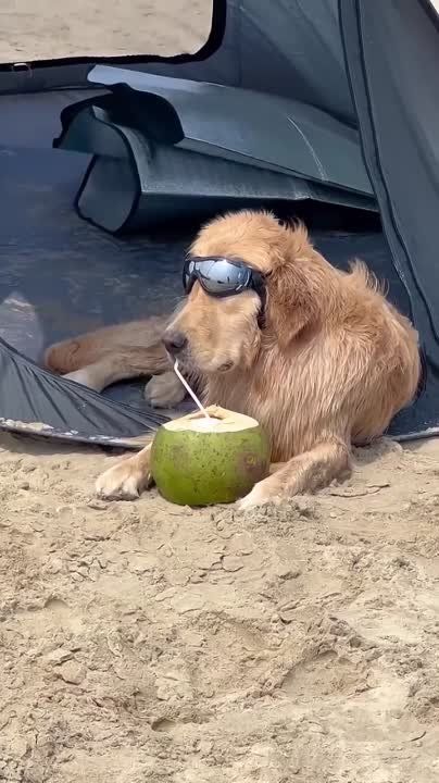 �����������:. �� ���� �������� 9 �������������