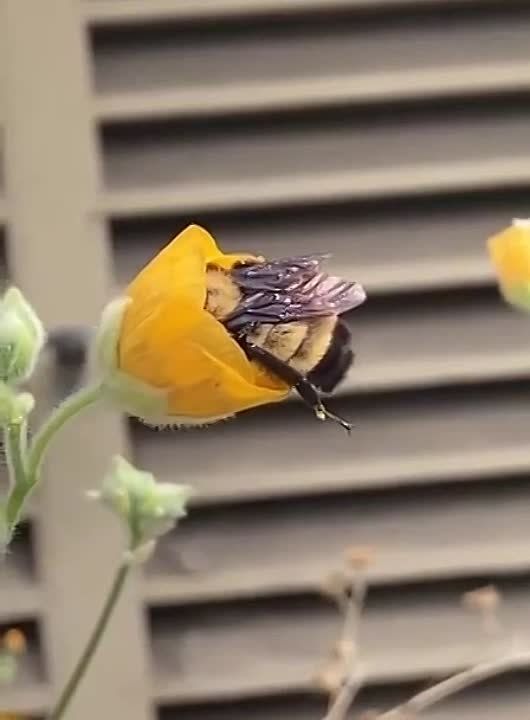 ����� �� ������