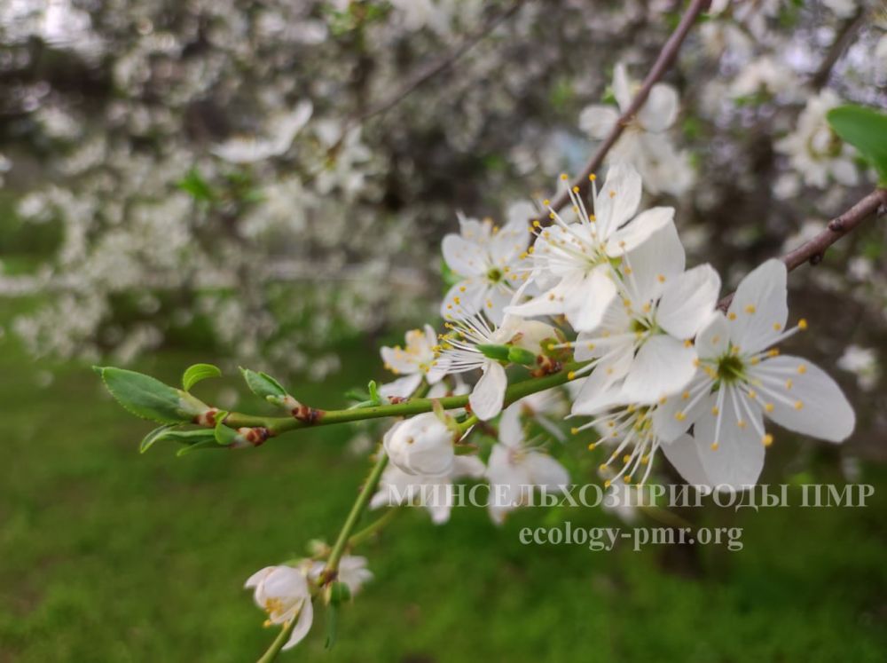 ������� ������. �������, 2 ������, ��������� ���������� ����������, ���� ������� ��������������� �����