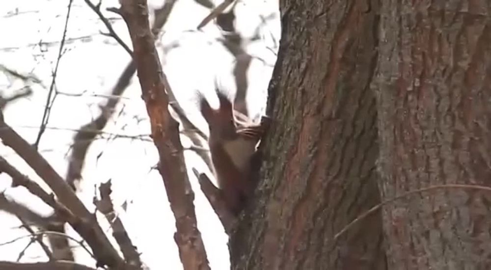 � ������� �������� �������