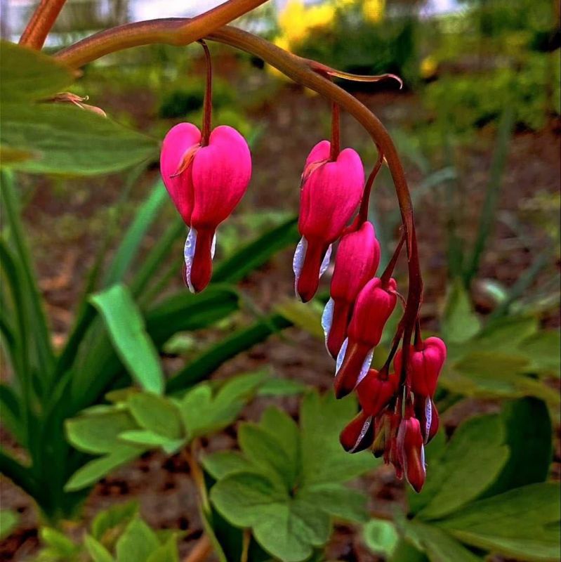 � ��������� ��������� ����� ��������