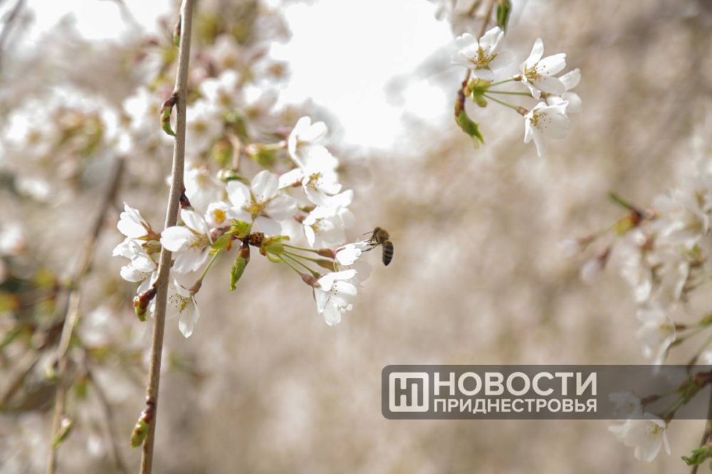 ������������ ������ ��� ����� � ����������� ���������