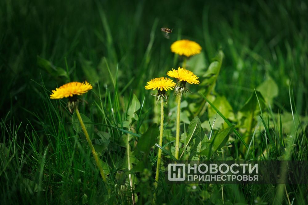 ������������ ��������� ���������