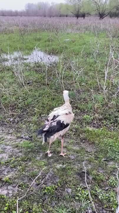 ���������� ����� ����:. - 4:00 ���� ���������� � ���������