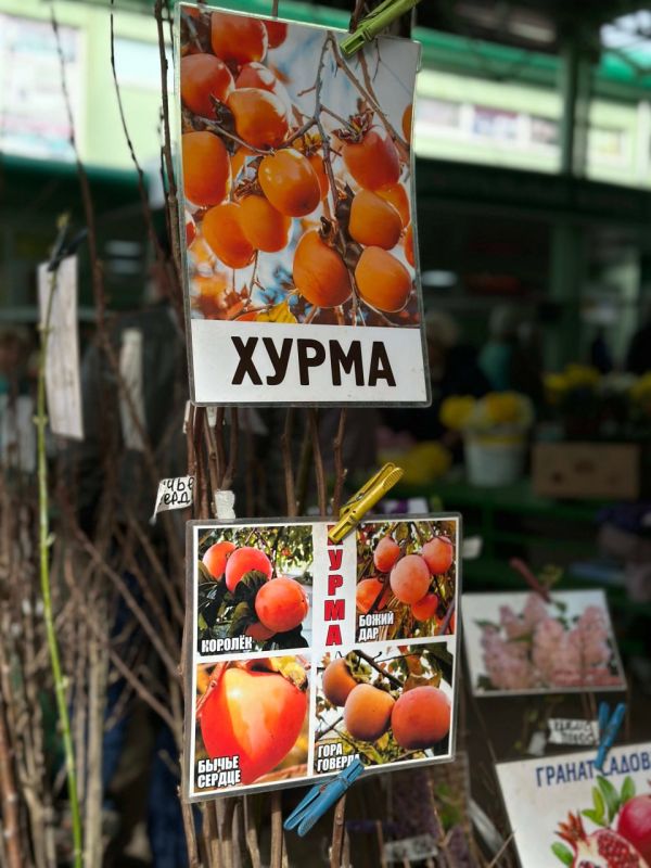 ��������� ������ �����: ����� ������, ����� ��� � �������