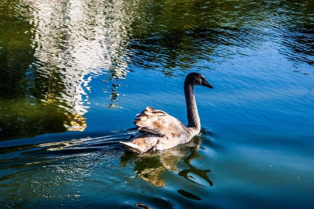 �����. ���������.. ���� ������� ��������