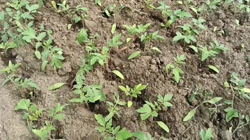 ���� ������ ����� � �� ��������������