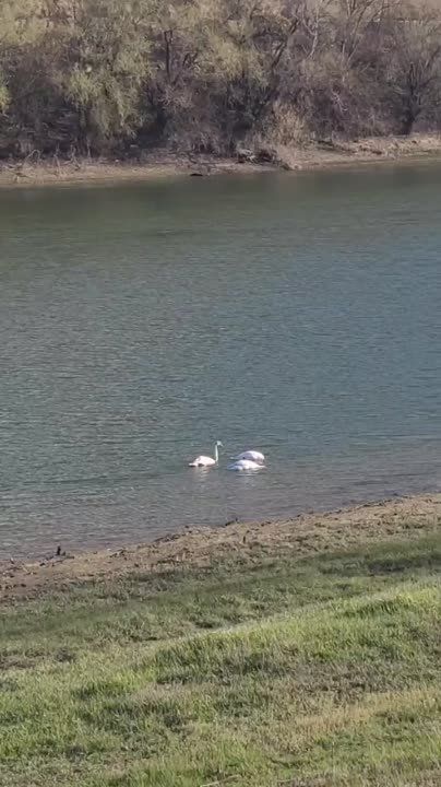 ����� ������� � ���� ��� (���������������� �����)