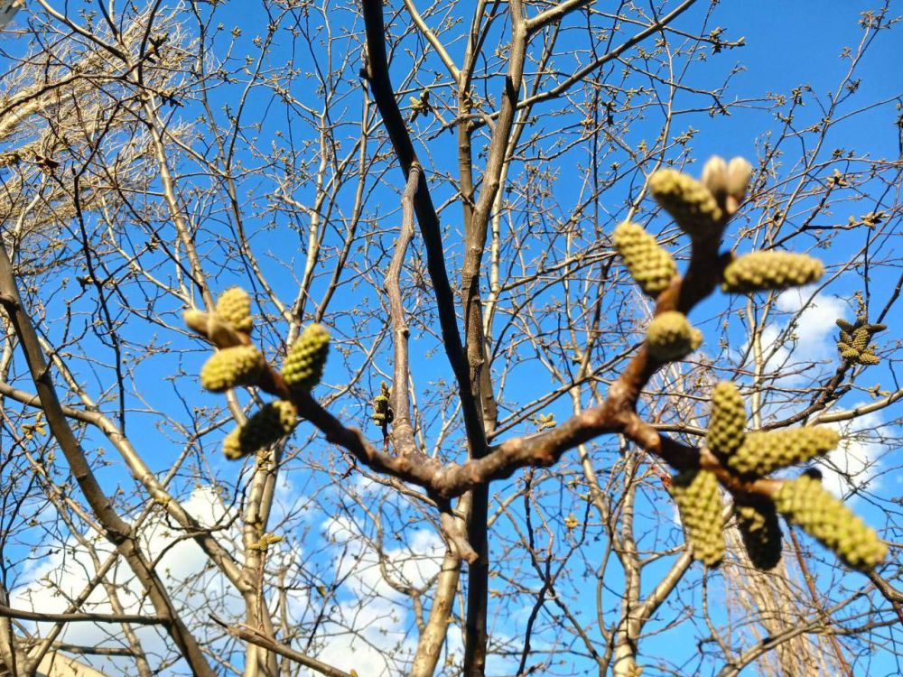 �������� �����, ���������� ����� � ������ ��������