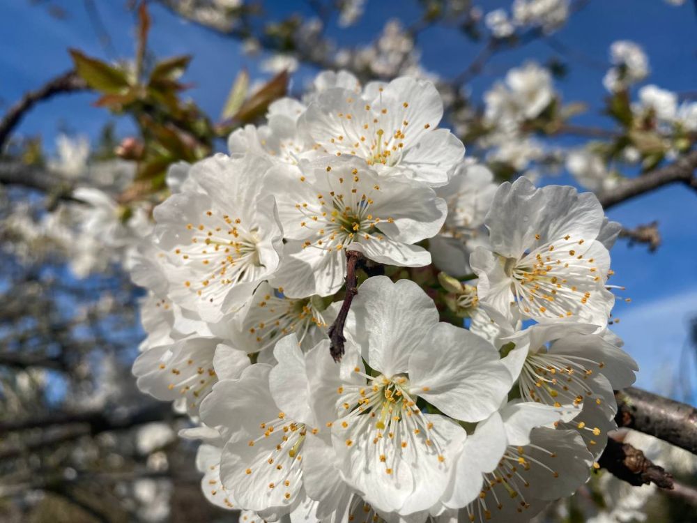 6 ������ � ���� ��������� ���� ������ � ���� ����� ������apa