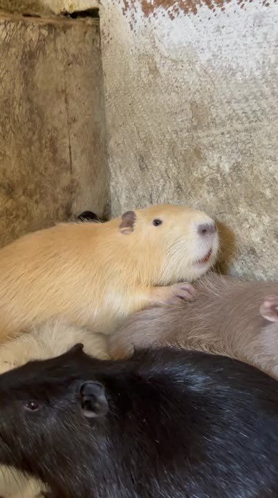 ������ ���. ��������������� �������� ������ �� �����