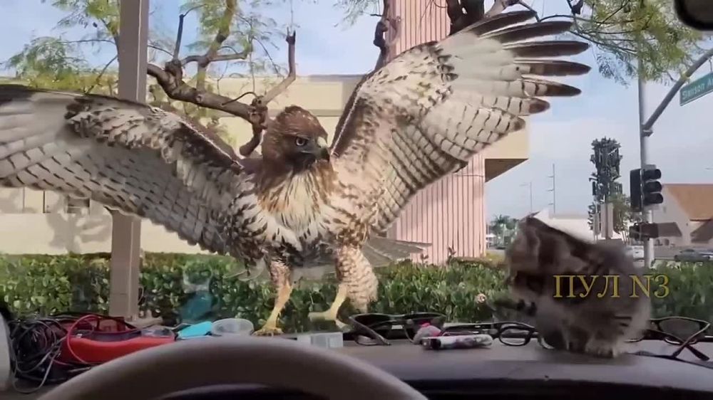 ���������� ���: � ���-��������� ������ ��������� ������������ ��������