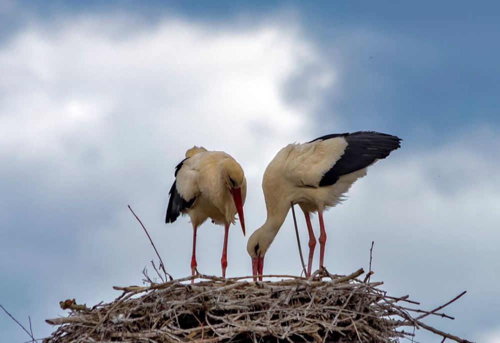 �������������� ����� ��������� ���������