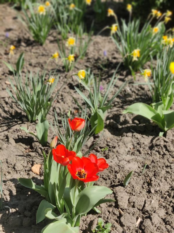 ����������� � ����������