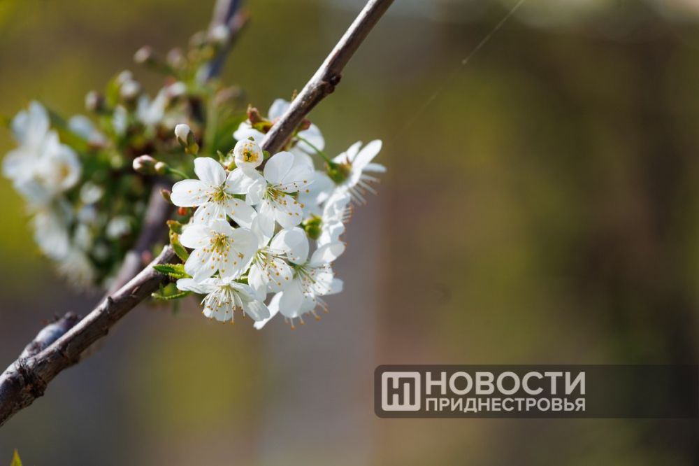 �������� �������