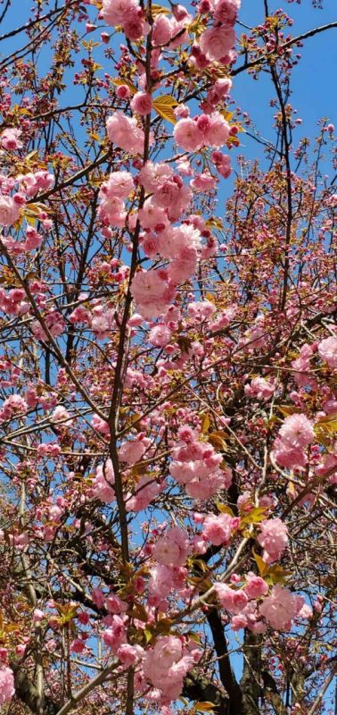 � ����������� ��������� ���������� ������������ ������