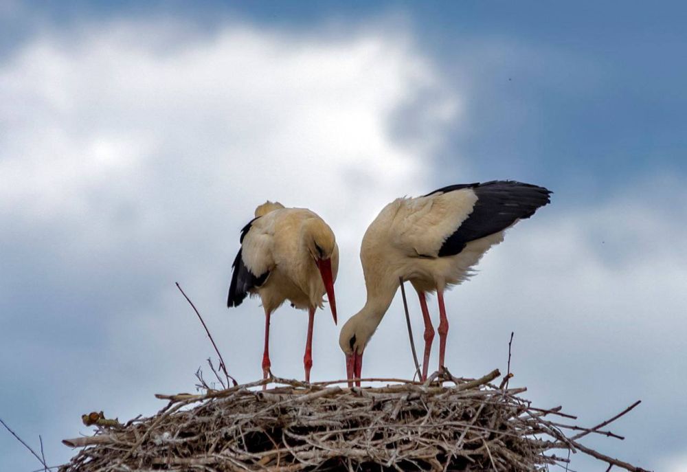 ����� � ������� �� ���� ��������� ���������