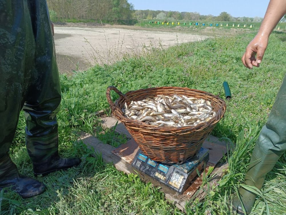 ������� �������� ���� ���������� �������� �������������