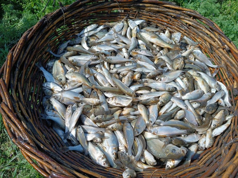 � ������������� ������� �������� ���� ���������� ��������