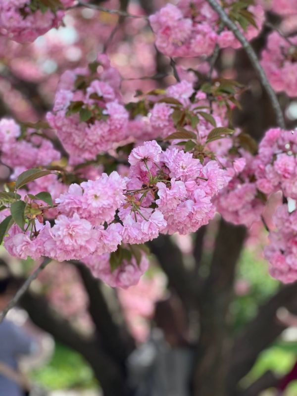 �������� ������ - ������ ������� ���������������������