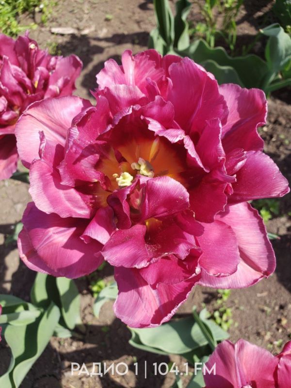 ����������� ����