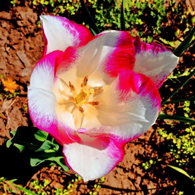 ����� ������.. ���� ������� ���������