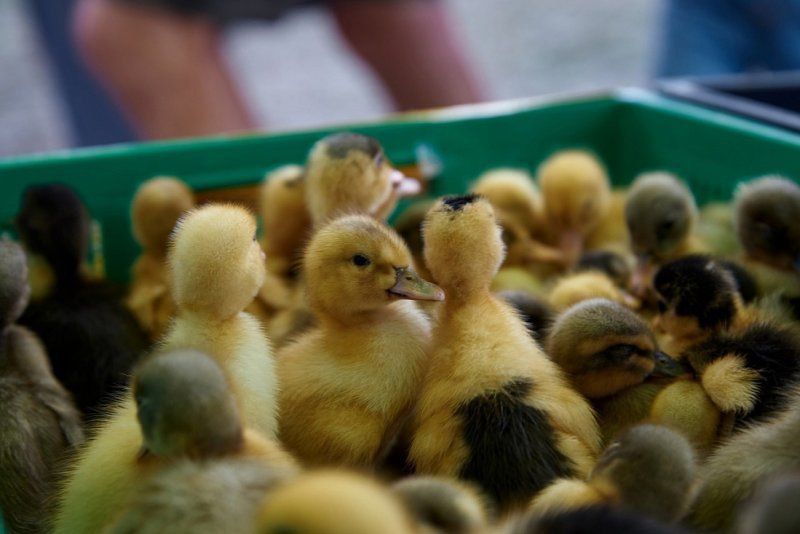 20 ������ � �������� ������ ������� �������� ���� � ��������