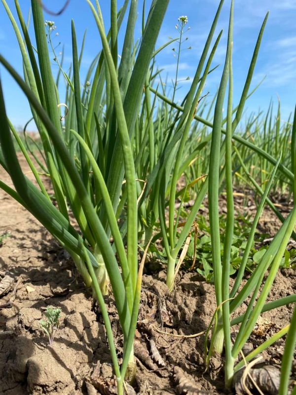 ������ ��� ��������� ��������� ��� ��������� ��� �������� ��� ���������� �������� ������� ����