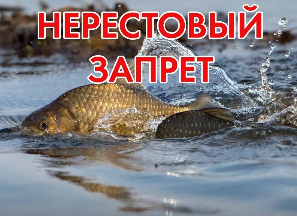 ������ �� �����������. ����������, �������, 15 ������, ����� ����������� ������ �� ������������, ���������� � ����������� �����������