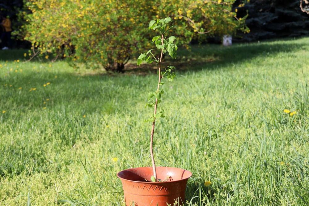 ��������� ������� - ������� ������ � ���� 80-� ��������� ������������ �������� �� �������� �������� � ����������������