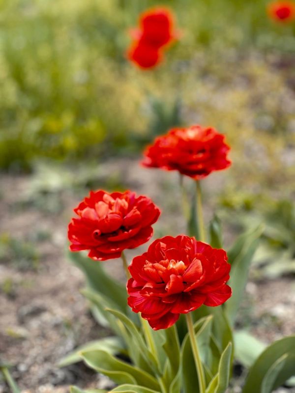 ����������� ����������