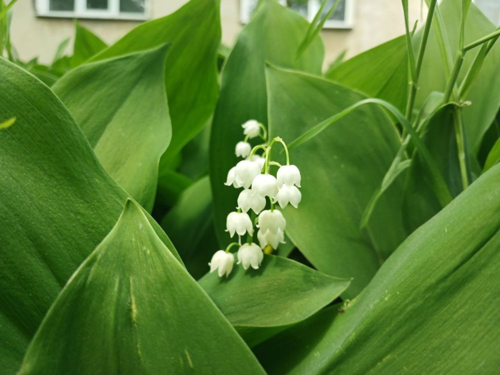 ������ � ������ ������ ��������� �������: ����� � ���������� ����������� ������