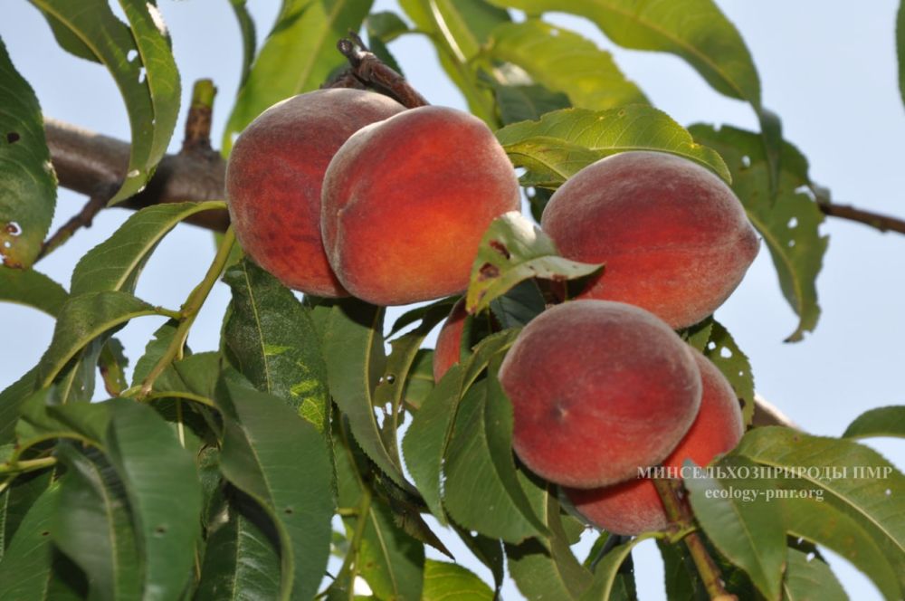 ������������ � ����� ������������ ����������� �������� ��� �������������