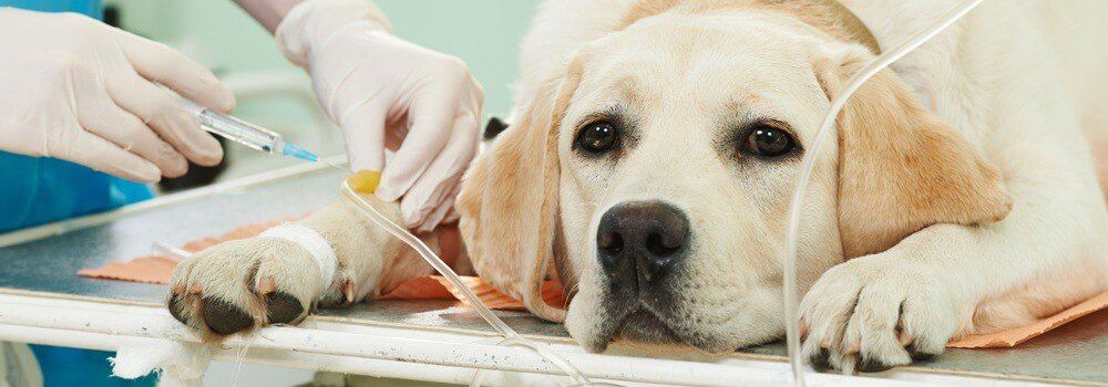 ����������������� ������������� �� ��������� ������������ � ��������, ������� ��������� �����