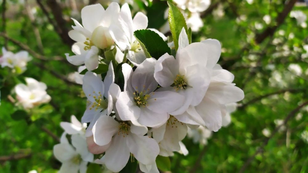 ����������� �������� ������� � ���������