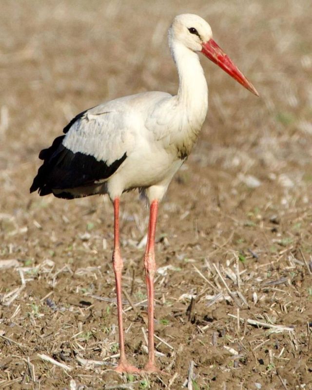 ���� ���� - �����������