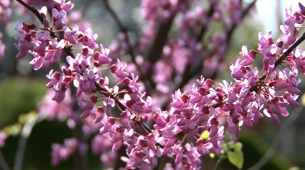 ����� �� ������ ������ ������ ���� 26 ��� �����