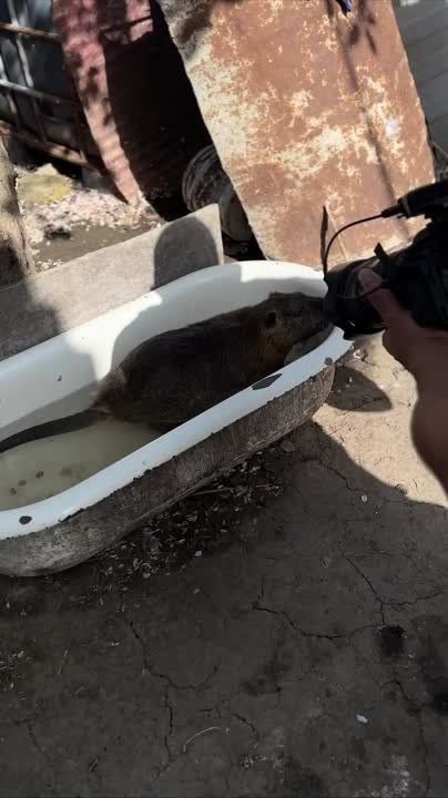 ������ �������� ���� ����� � ���������� ��������