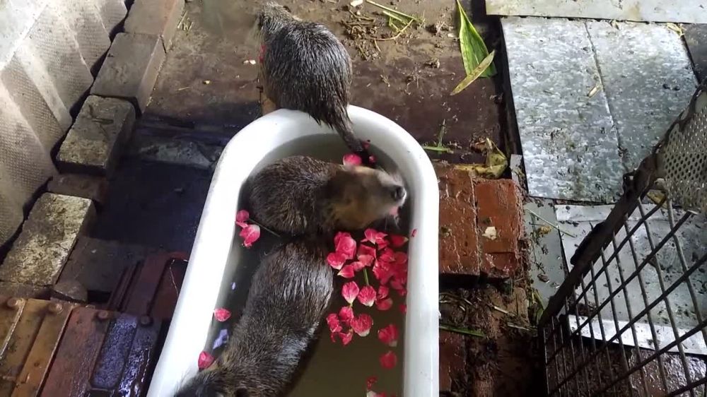 ������ ����� ���� ������ �����