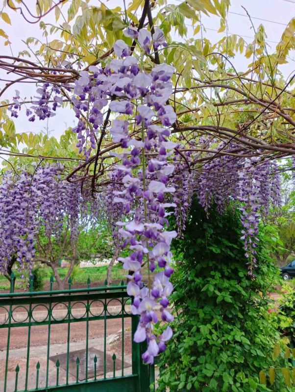 ��� ����� ��������. �������. ������ "ظ������"