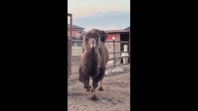 ������� � ������������ �������� ��������� ������������� ����� ����� ���������-���������)