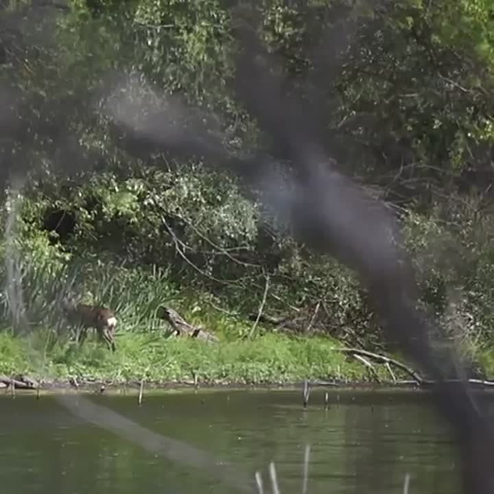 ��� ������ �� �������� �������