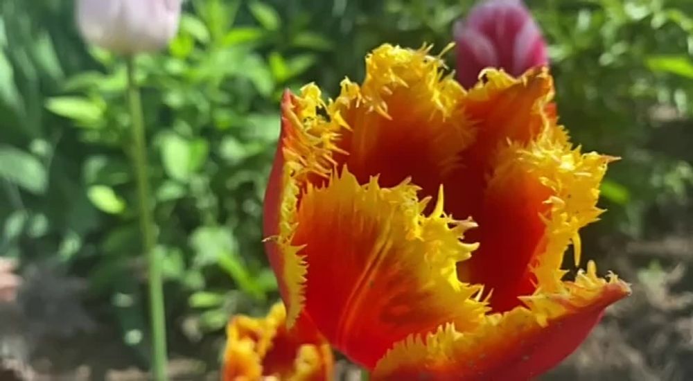 ����� ������� ������ ������ � �������