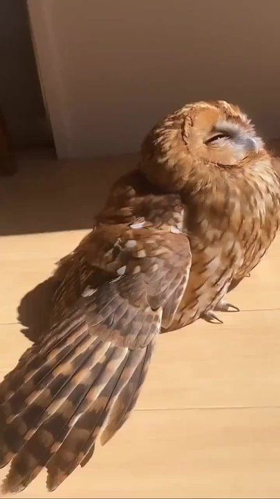 � ������������� ������������ �����