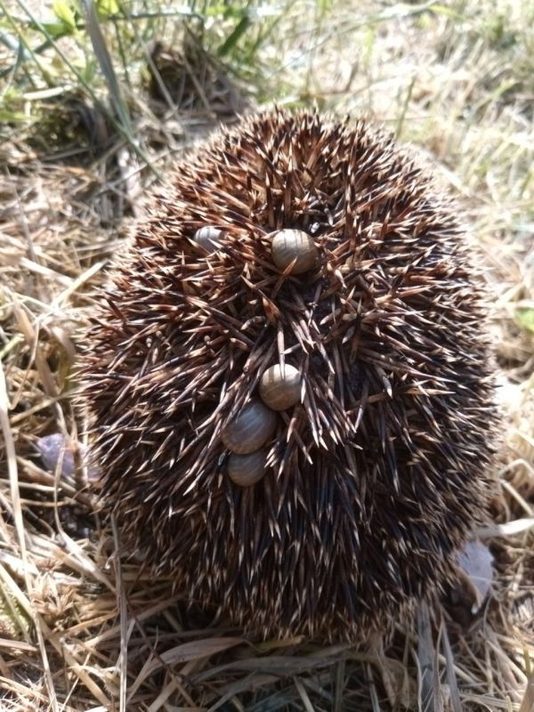 ���� ���� ������, ������ �����������