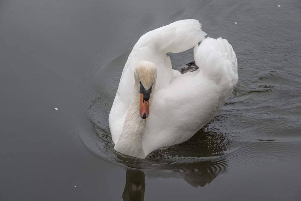 ������������� ��������