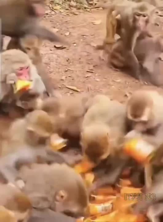 ������ ����� ���������� ��� ����� ������ � ����