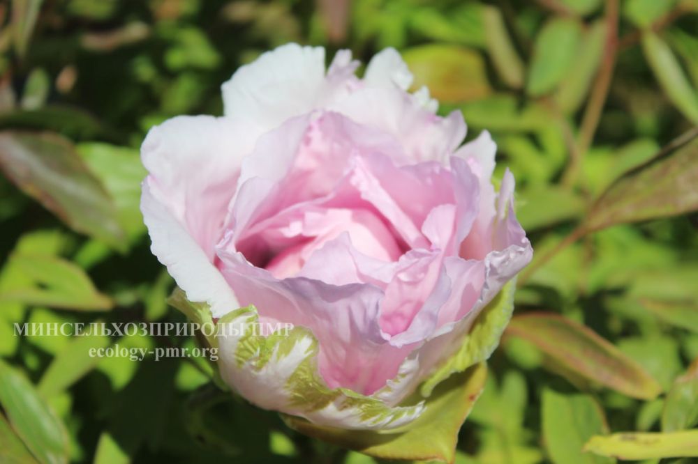 �������� ������� ������